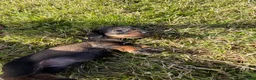 Dachshund dogs for sale: Standard Wire-Haired Dachshund Puppies - Advert 34