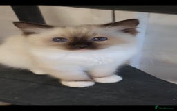Ragdoll cats for sale: 3 full pedigree Ragdolls  - Image 2