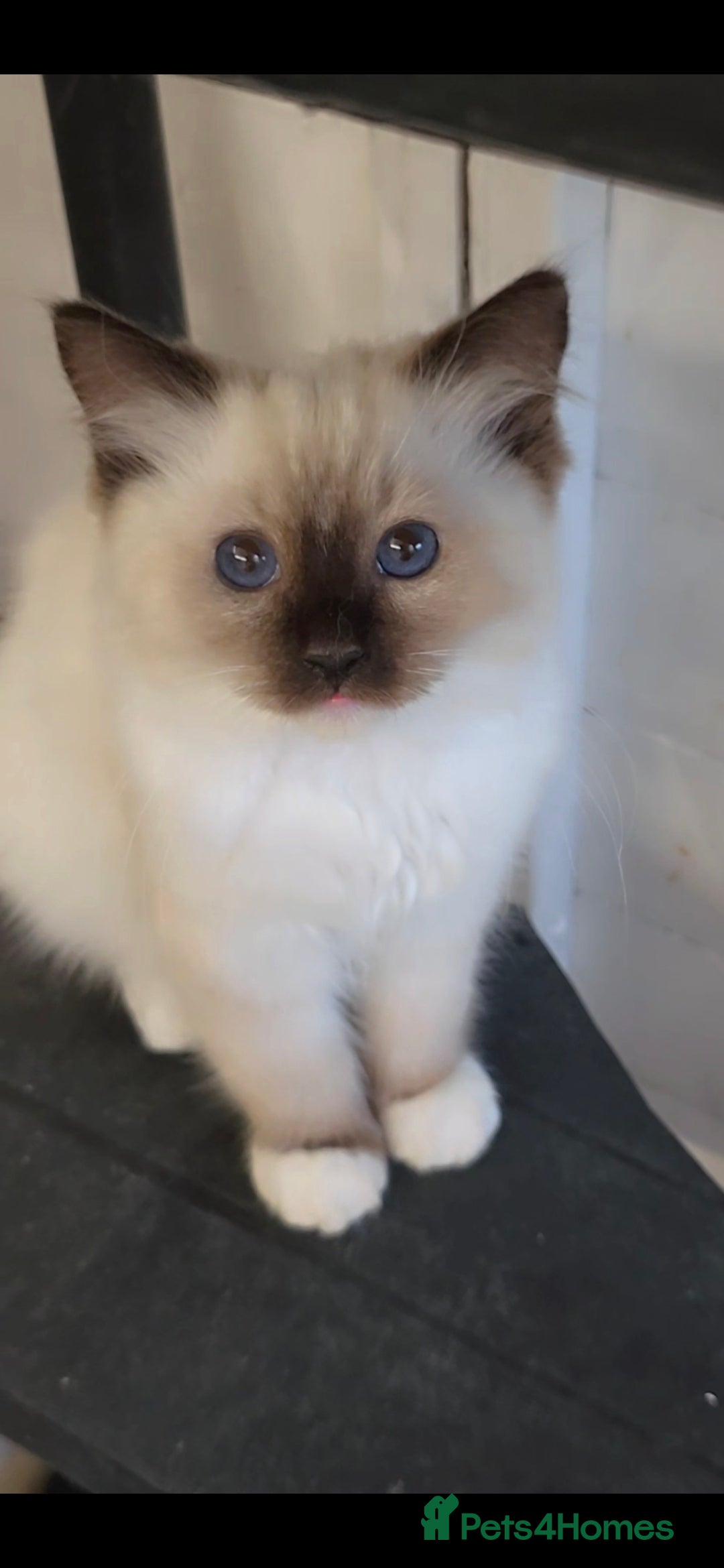 Ragdoll cats for sale: 3 full pedigree Ragdolls  - Image 2