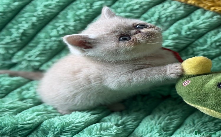 Exotic cats - Advert 1