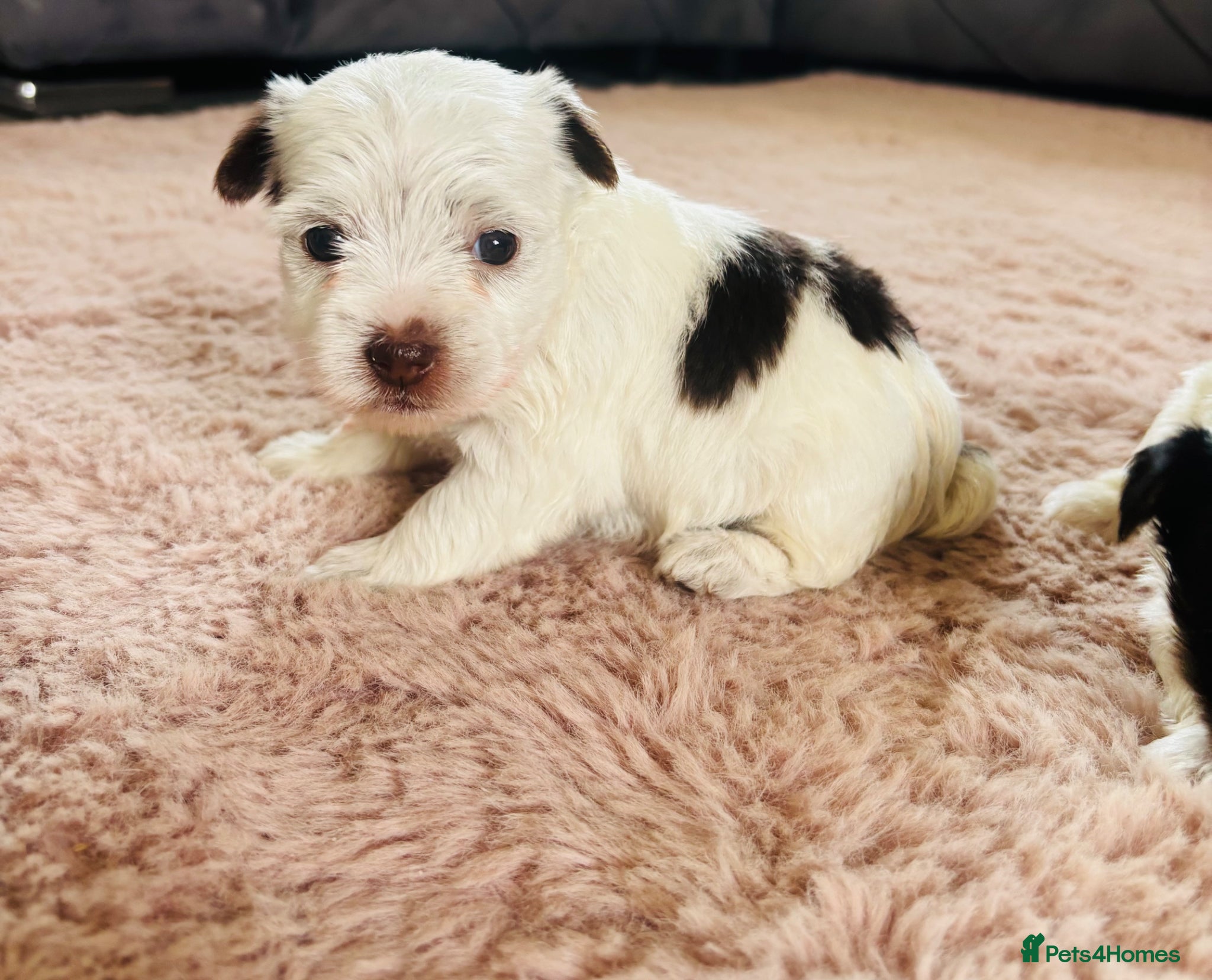 Yorkshire Terrier dogs for sale: Beautiful biewer Yorkshire terrier - Advert 8