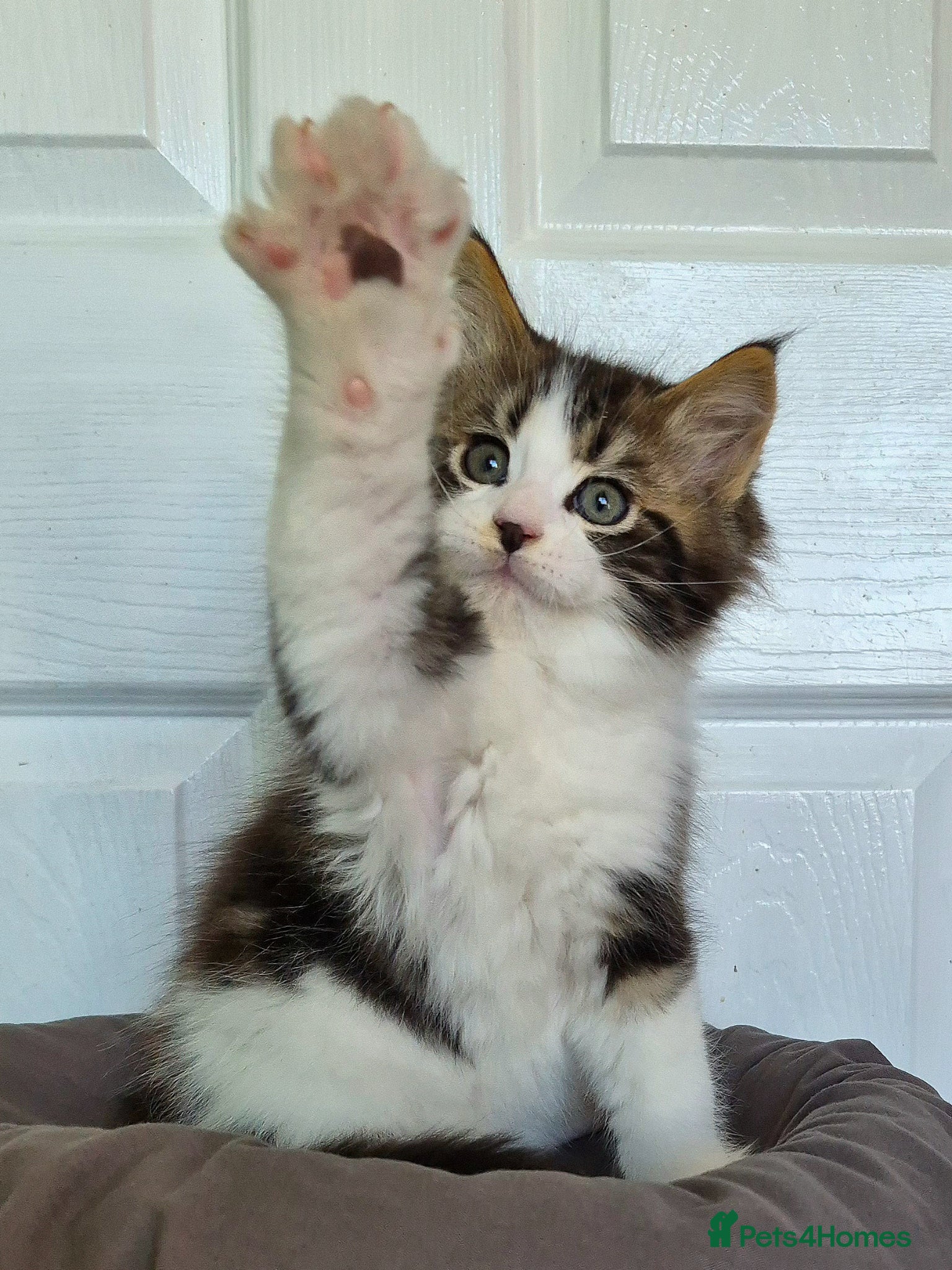 Ragcoon cats Confident Friendly Ragcoons Kittens  - Advert 1