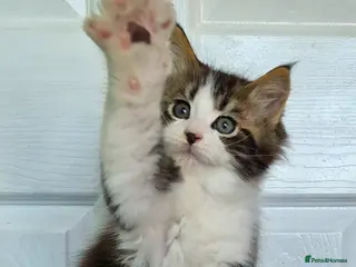 Ragcoon cats Confident Friendly Ragcoons Kittens - Advert 1