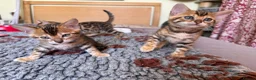 Bengal cats for sale: Stunning 🔥 TICA 🐾 Health tested Bengal Kittens  - Advert 7