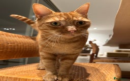 Mixed Breed cats for sale: Ginger cat - Image 3