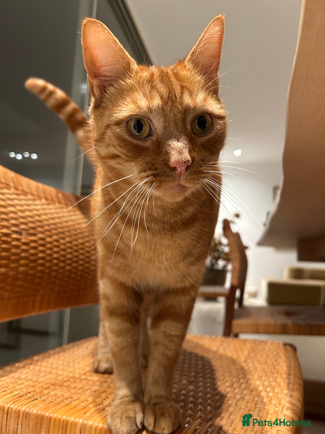Mixed Breed cats for sale: Ginger cat - Image 3