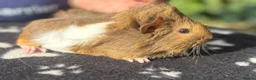 Guinea Pig rodents for sale: Beautiful female guinea pigs  in Chippenham - Advert 2