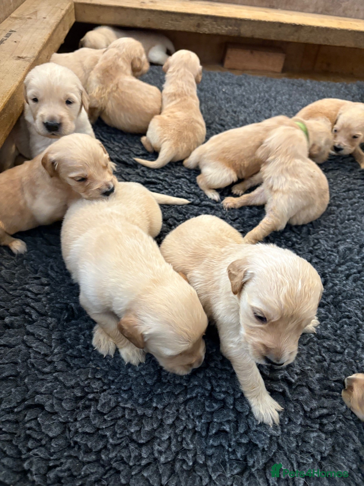 Golden Retriever dogs Golden Retriever Puppies  - Advert 3