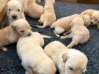 Golden Retriever dogs Golden Retriever Puppies - Advert 3