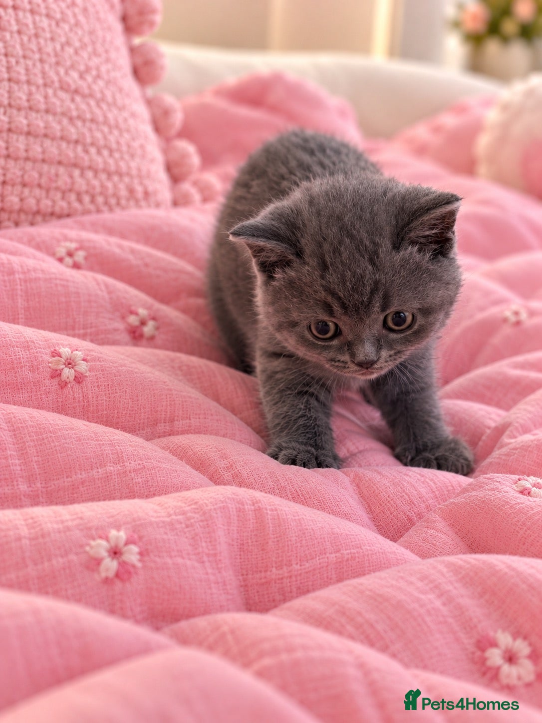 British Shorthair cats Beautiful Blue British Shorthair Kitten Gorgeous  - Advert 2