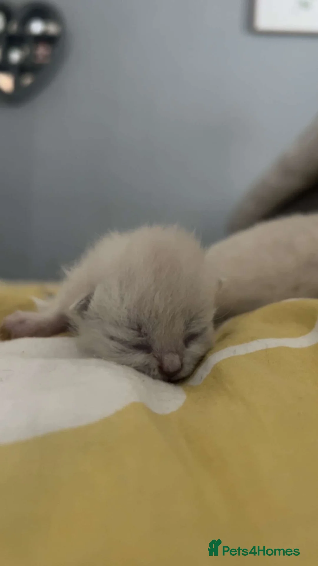British Shorthair cats for sale: British shorthair  - Advert 2