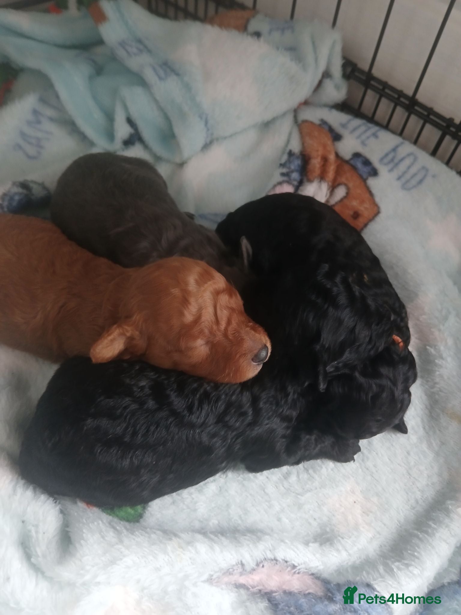 Toy Poodle dogs Beautiful litter of toy poodle pups 🐶 😍  - Advert 2