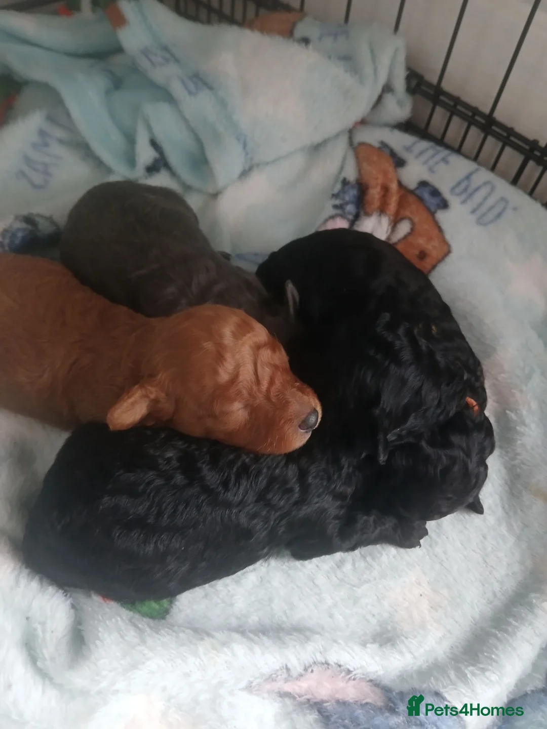 Toy Poodle dogs for sale: Beautiful litter of toy poodle pups 🐶 😍  - Advert 1