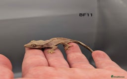 Gecko reptiles for sale: Phantom Crested Gecko  - Image 4