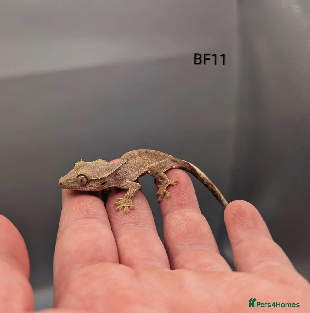 Gecko reptiles for sale: Phantom Crested Gecko  - Image 4