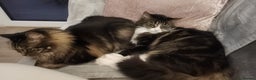 Mixed Breed cats for sale: 2 Tabby Ragdoll sisters in need of rehoming - Advert 7