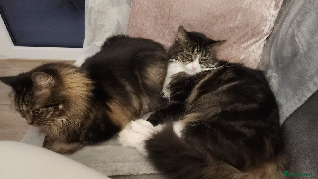 Mixed Breed cats for sale: 2 Tabby Ragdoll sisters in need of rehoming - Advert 7