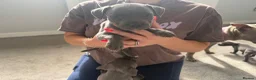 Staffordshire Bull Terrier dogs for sale: Four stunning blue Staffordshire bull terriers - Advert 3