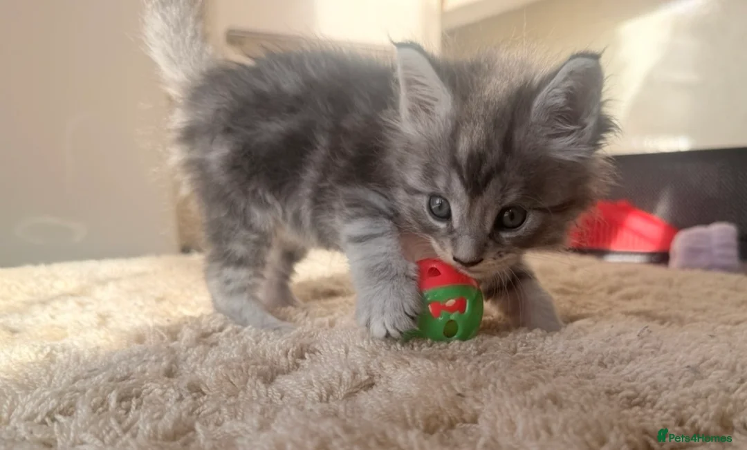 Maine Coon cats for sale: Pedigree maine coon kitten Angelica - Advert 2