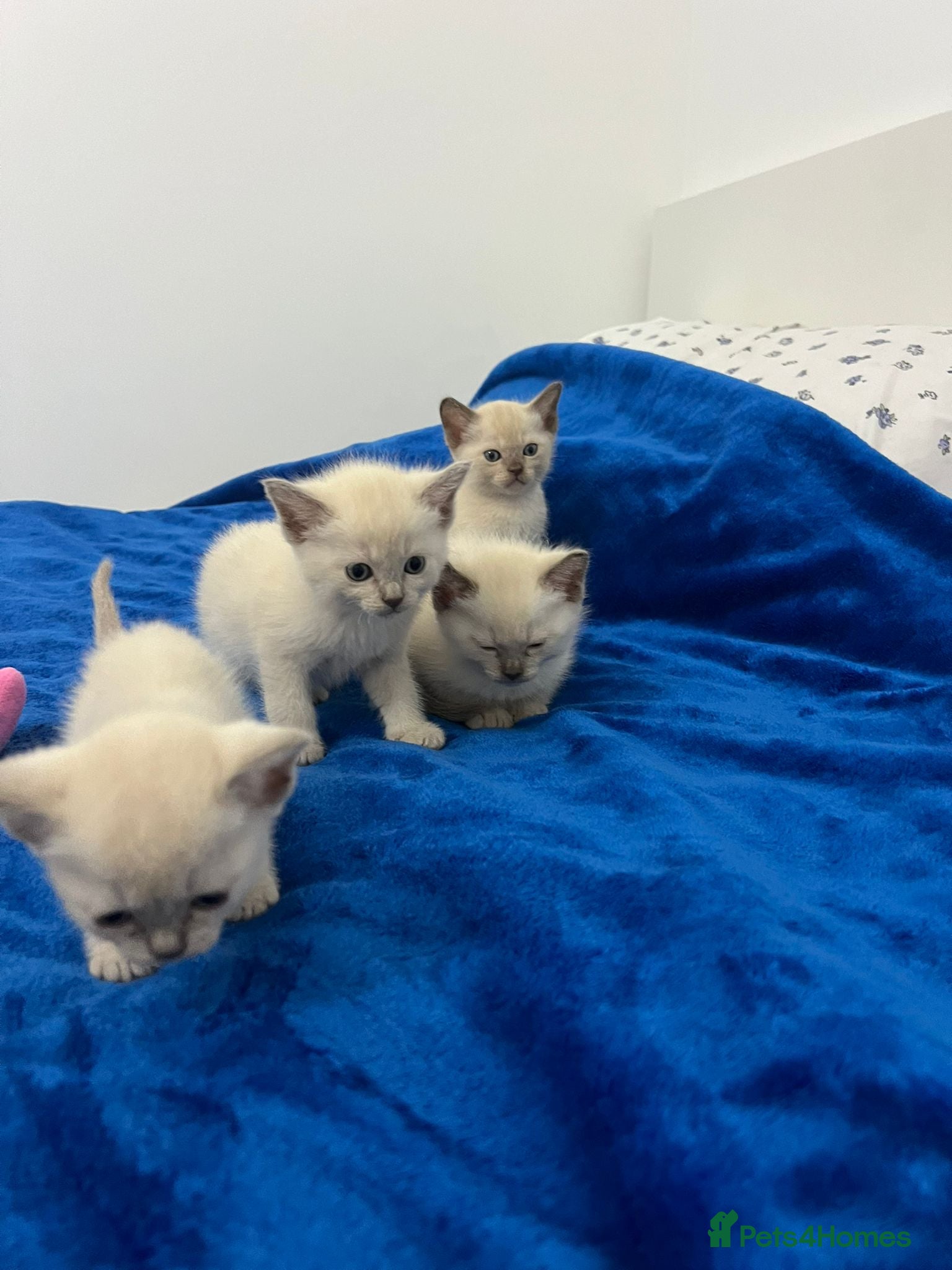 Mixed Breed cats All reserved!!! - Advert 3