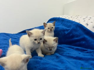 Mixed Breed cats All reserved!!! - Advert 2