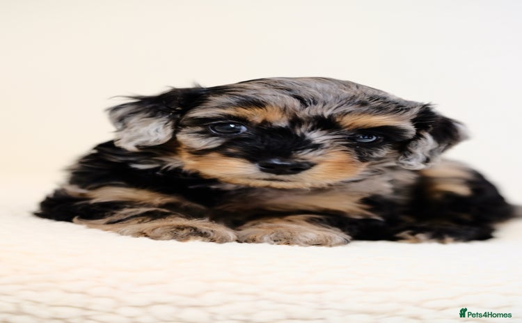 Mixed Breed dogs - Advert 1