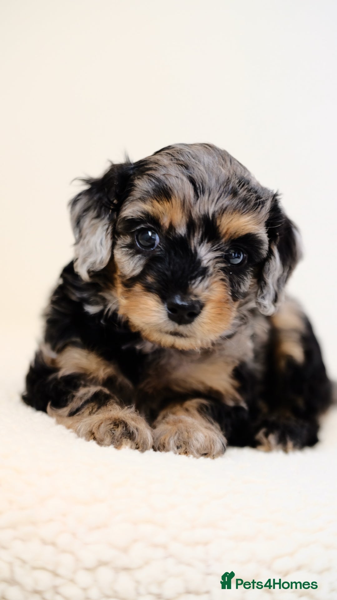 Mixed Breed dogs for sale: 8 UNIQUE Spaniel x Poodle Puppies - Image 1
