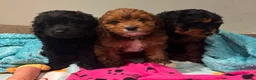 Cavapoo dogs for sale: Ready Now - 3 Girl F1 Toy Cavapoos Health Checked - Advert 6