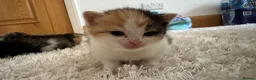 British Longhair cats for sale: British Longhair mum + 5 kittens (available soon) in Stanmore - Advert 11