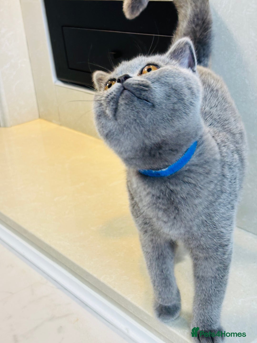 British Shorthair cats for sale: British Shorthair - Image 5
