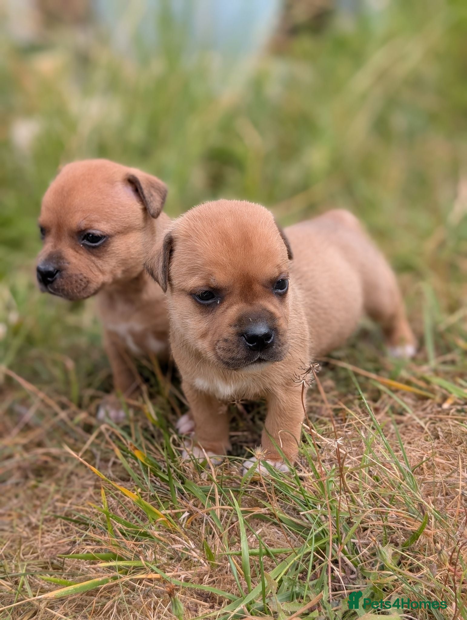 Staffordshire Bull Terrier dogs KC Red Staffords  - Advert 2