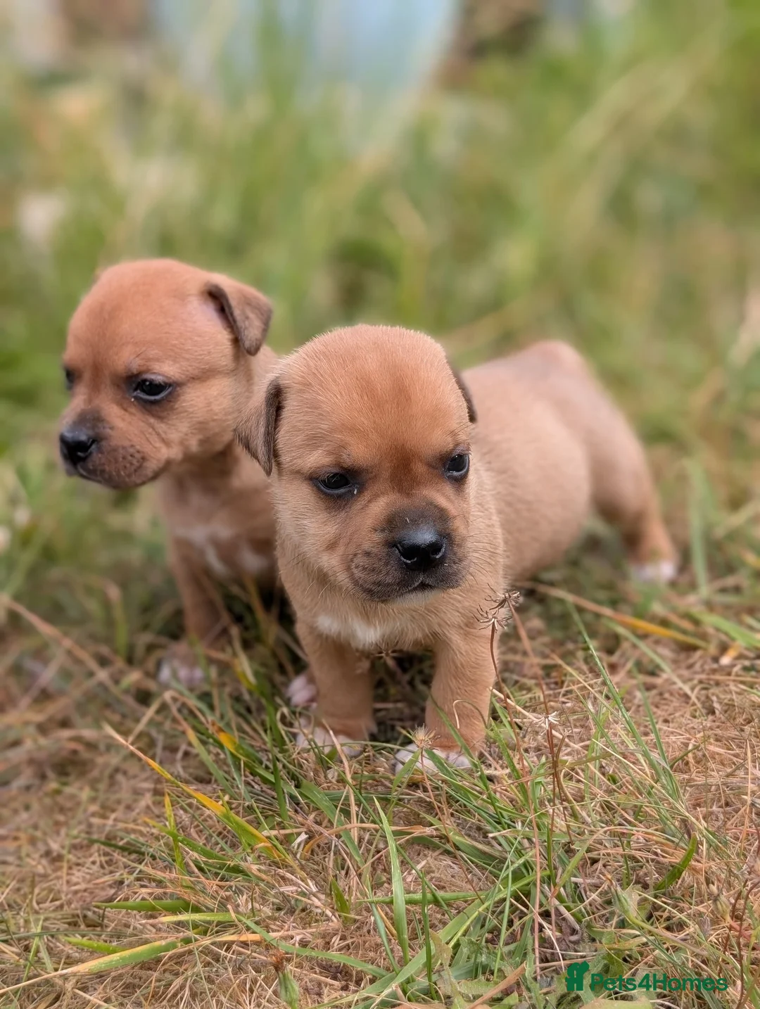 Staffordshire Bull Terrier dogs for sale: KC Red Staffords  - Advert 1