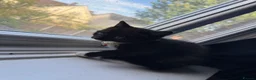 Mixed Breed cats for sale: Last 2 male kittens - ready now  - Advert 2