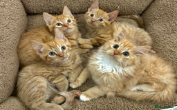 Mixed Breed cats for sale: GORGEOUS X SIBERIAN KITTENS  - Image 1