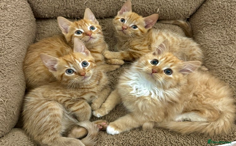 Mixed Breed cats - Advert 9