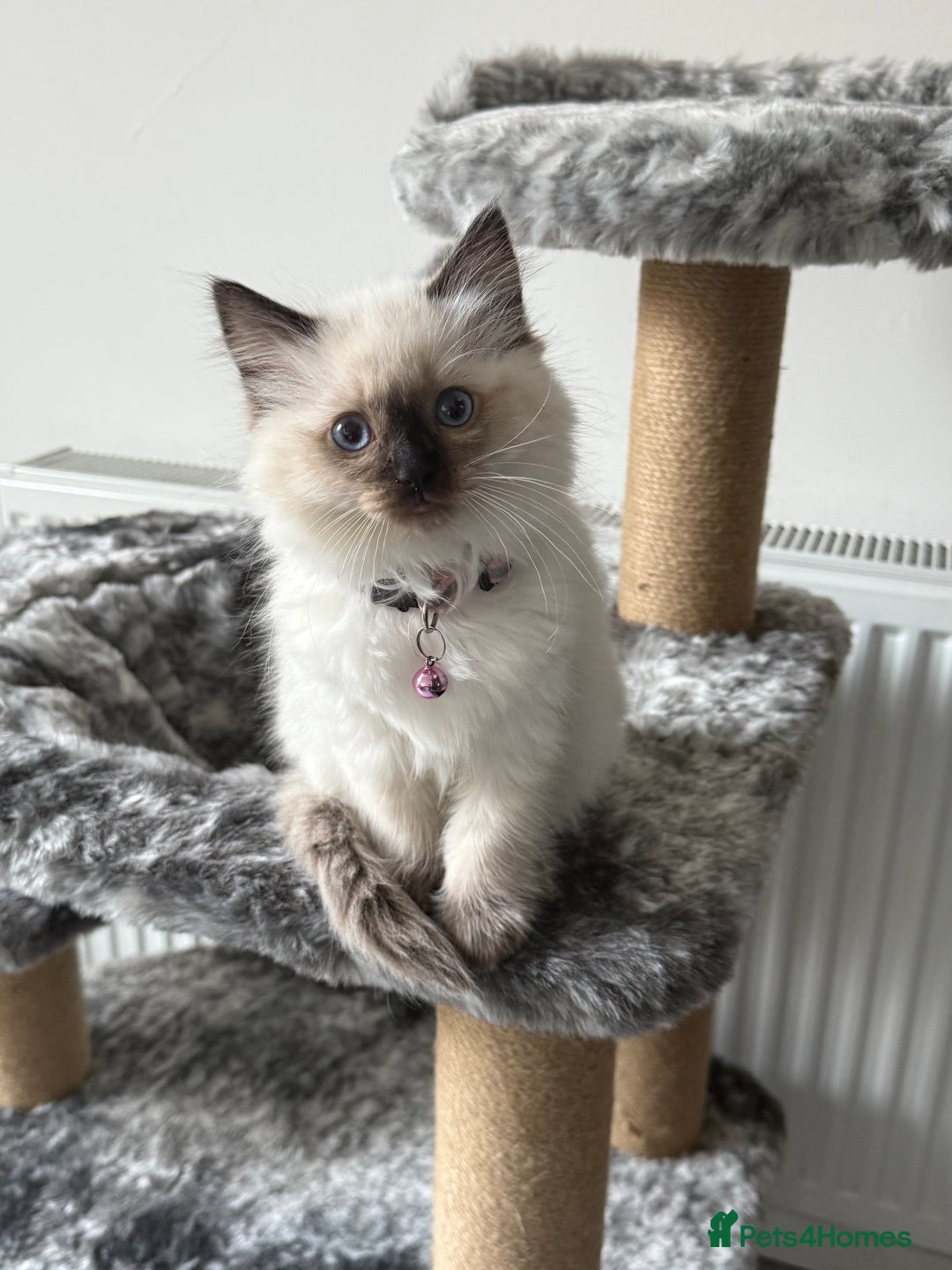 Ragdoll cats for sale: Beautiful pure bread ragdoll kitten 12 weeks old  - Advert 2