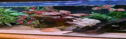 Axolotl reptiles for sale: Pair of breeding axolotls  - Advert 7