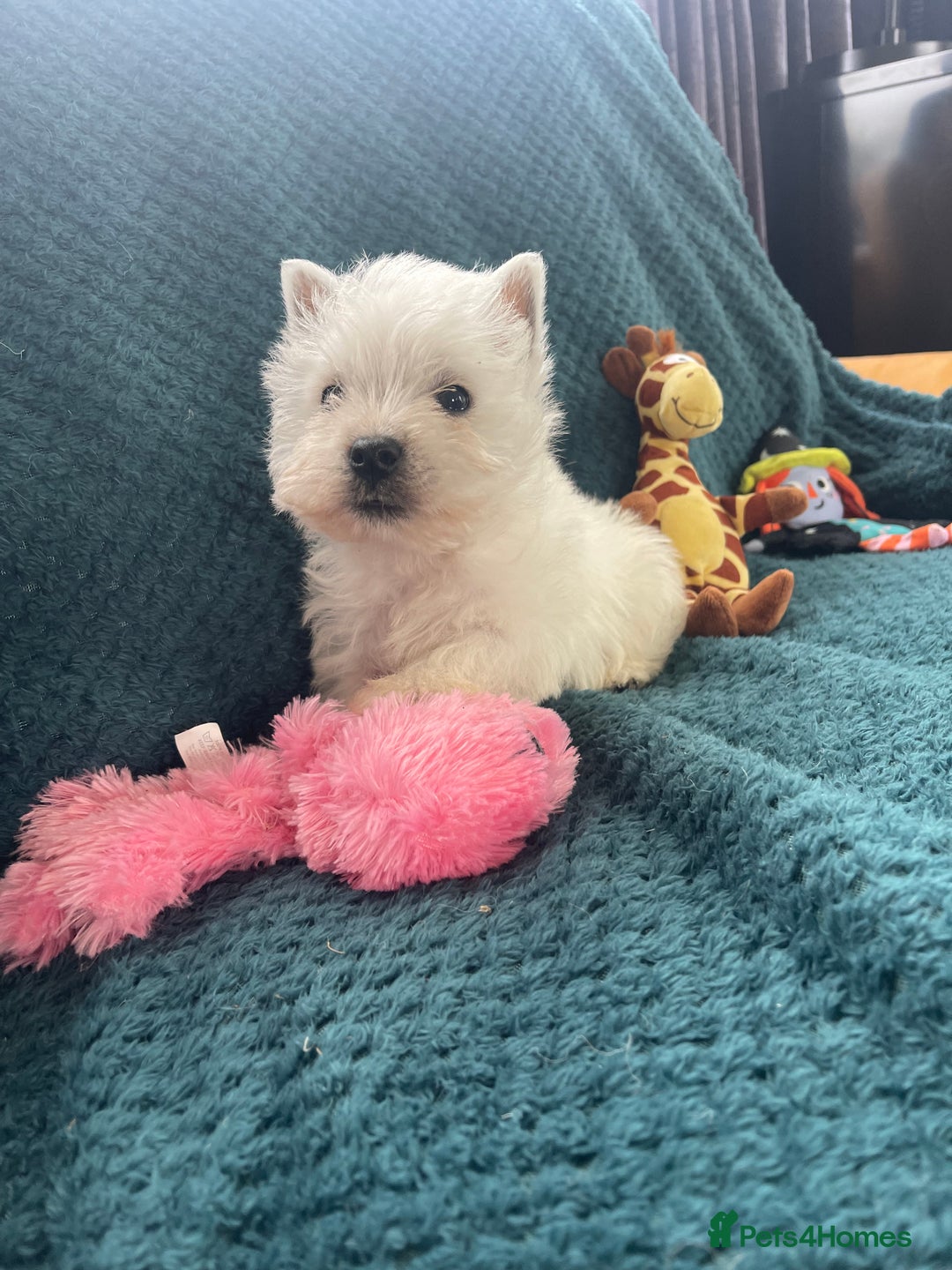 West Highland Terrier dogs for sale: KC registered west highland white puppues - Image 13
