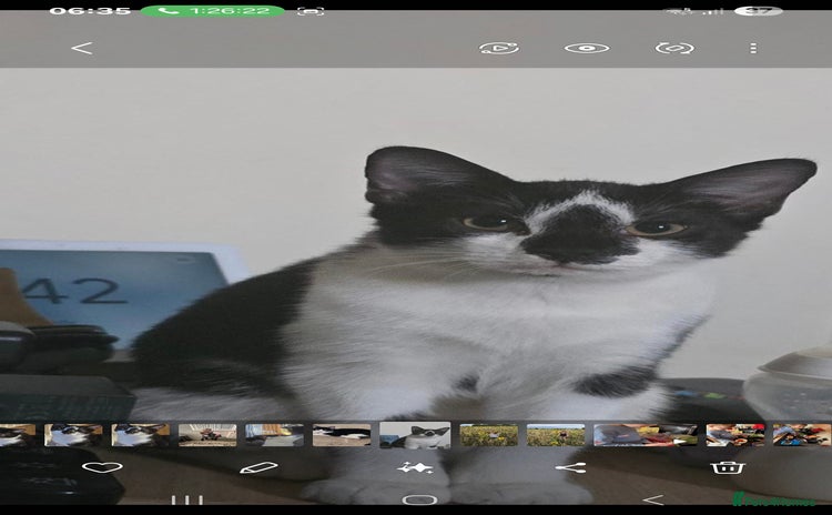 Brazilian Shorthair cats - Advert 1