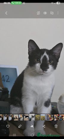 Brazilian Shorthair cats - Advert 1