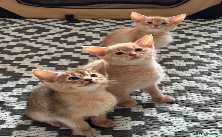 Abyssinian cats - Advert 13