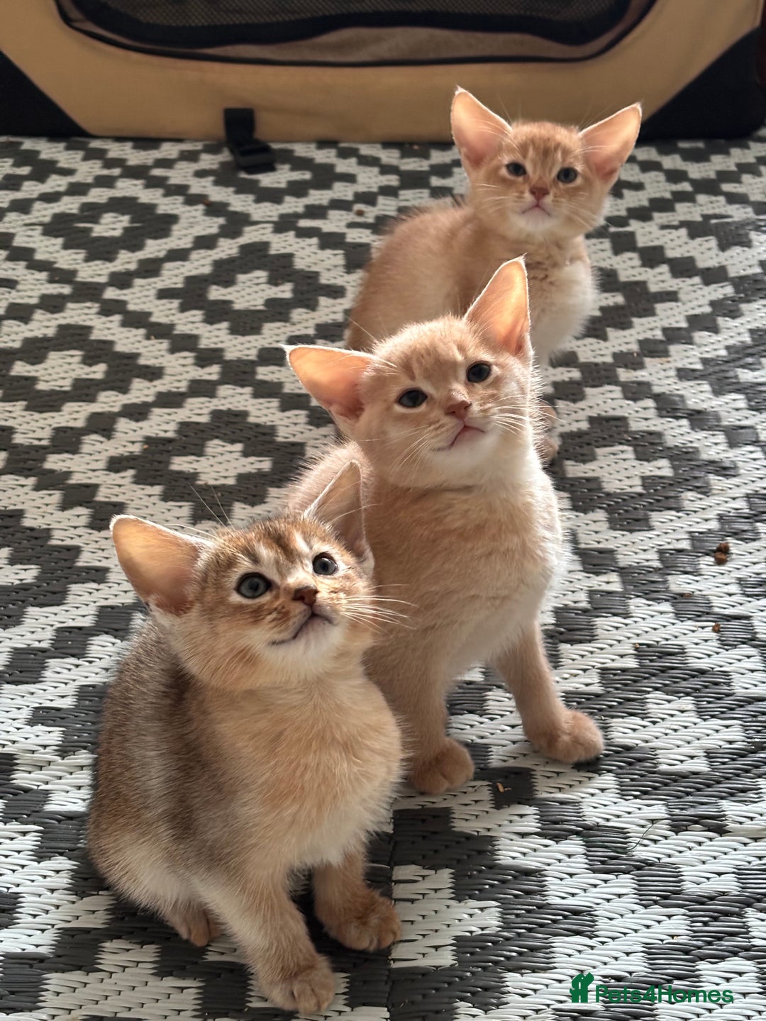 Abyssinian cats for sale: Pure pedigree Tica registered Abyssinian kittens  - Advert 17