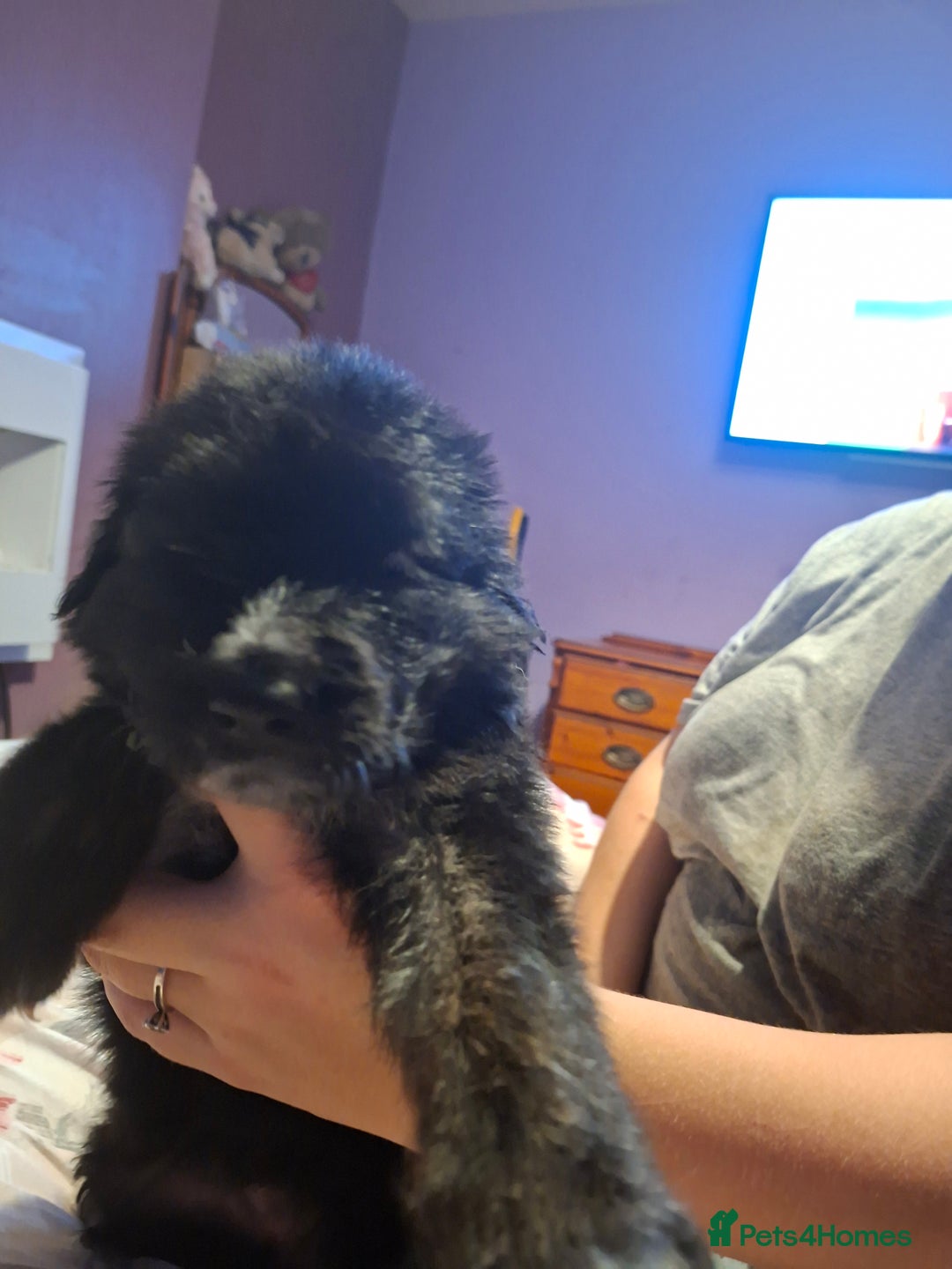 Mixed Breed dogs for sale: 1 boys left f1 border retreiver black/white left - Advert 2