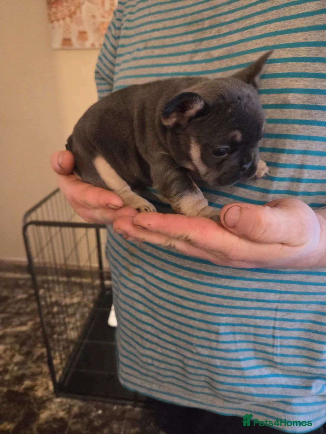 French Bulldog dogs for sale: Blue french bull dogs  - Advert 8