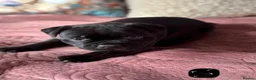 Staffordshire Bull Terrier dogs for sale: 🐾 KC  Staffordshire Bull Terrier Puppies in West Bromwich - Advert 8