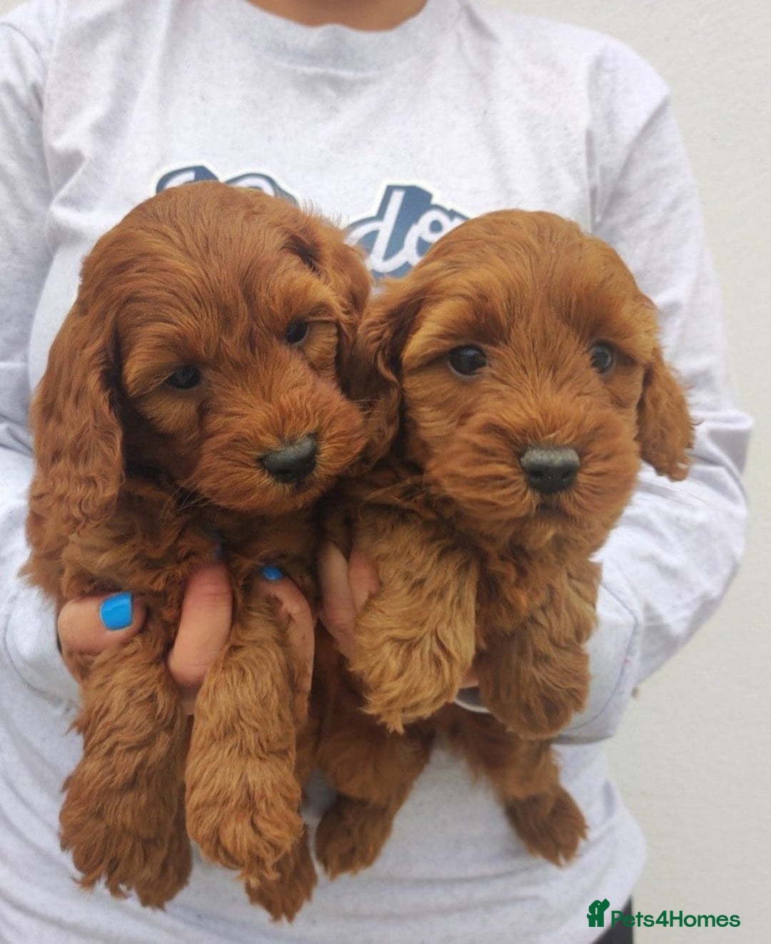 Cavapoo dogs for sale: Health checked Red cavapoo puppies - Image 6