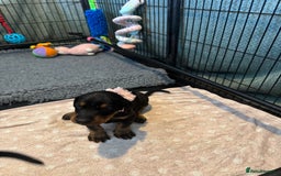 Dobermann dogs for sale: Superb Quality Doberman Puppies - Image 6
