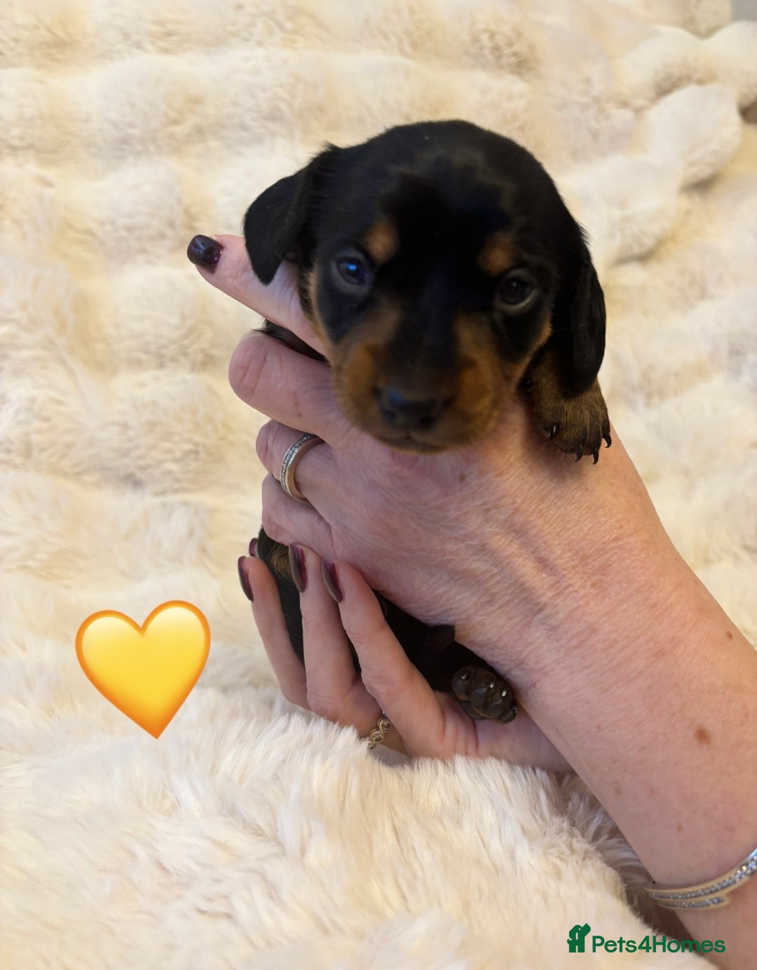 Miniature Dachshund dogs for sale: 🥇KC Registered Miniature Dachshunds Champion Line - Advert 19