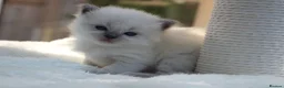 Ragdoll cats for sale: Outstanding Pedigree GCCF Ragdoll Kittens - Advert 7