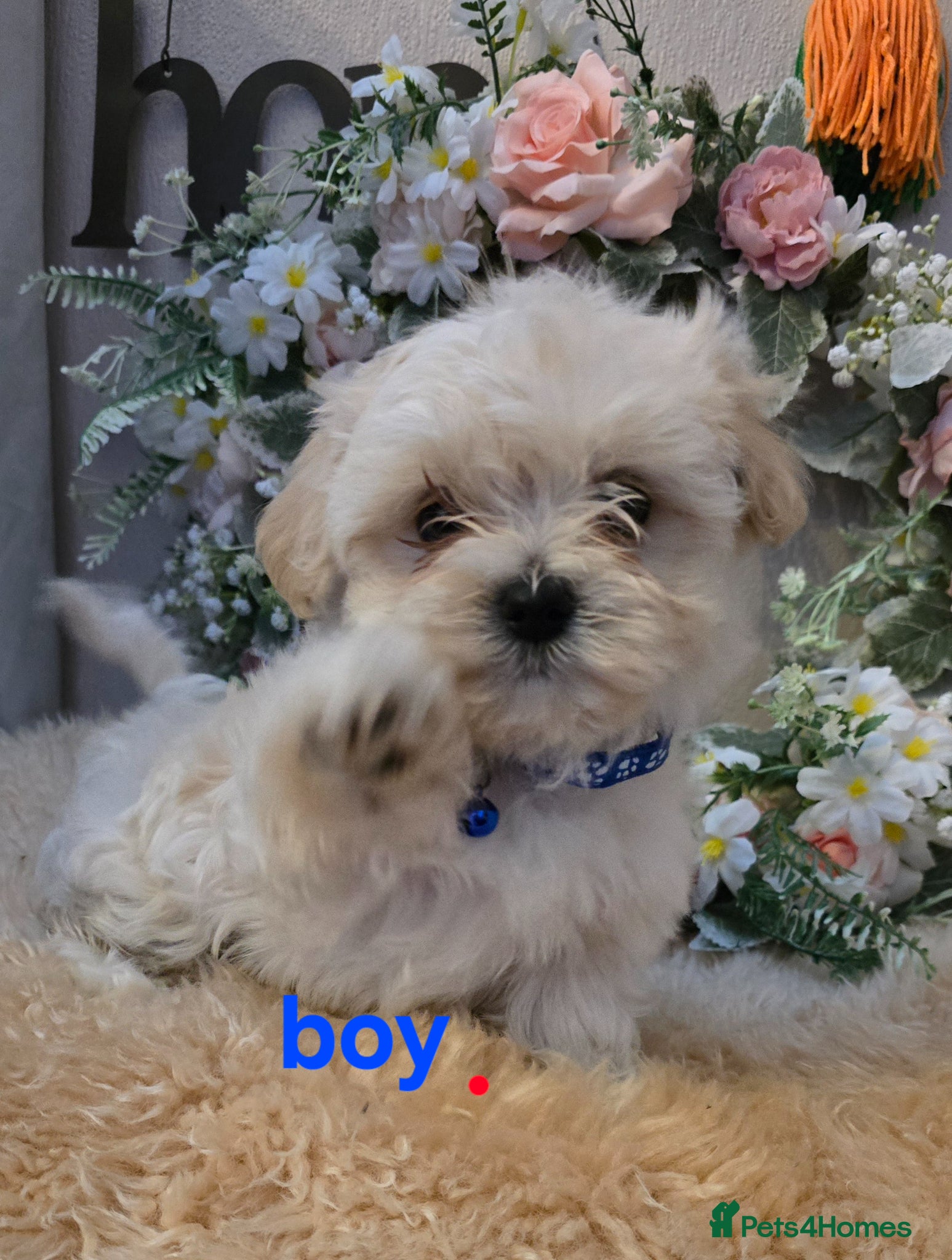 Maltipoo dogs  Extra small Korean Toy Maltipoo baby's  - Advert 1